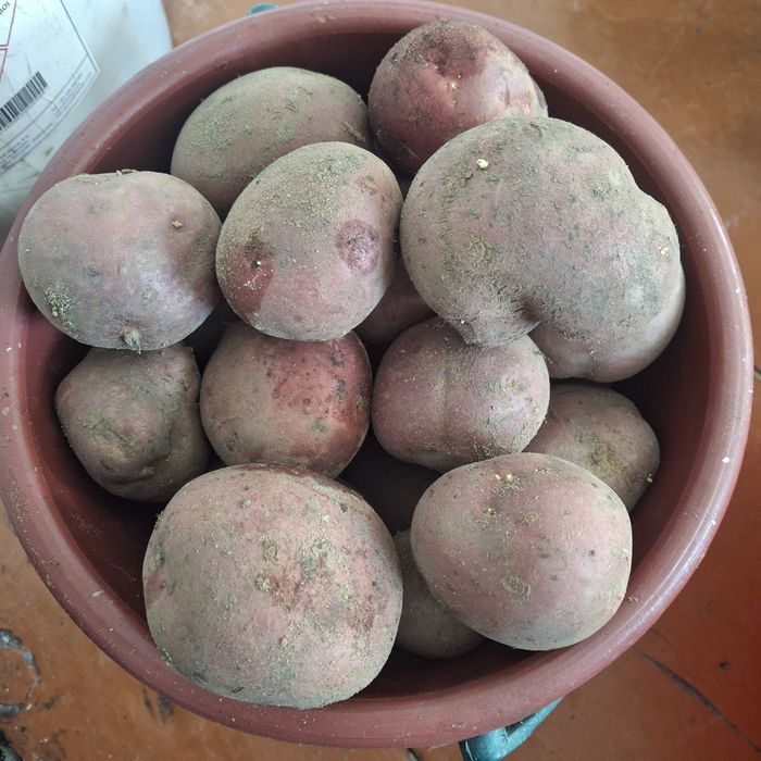 Картошка домашняя