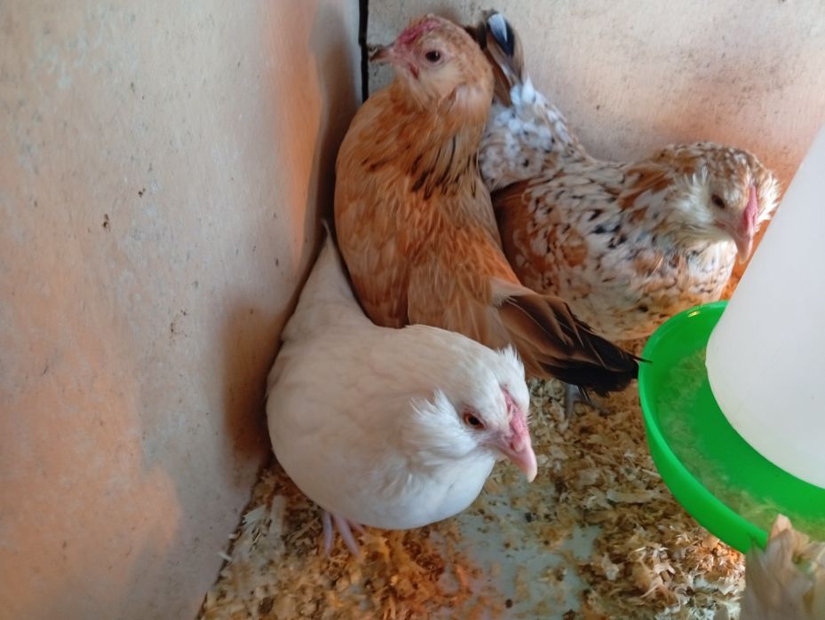 Gainute pitice bărboase de Anvers