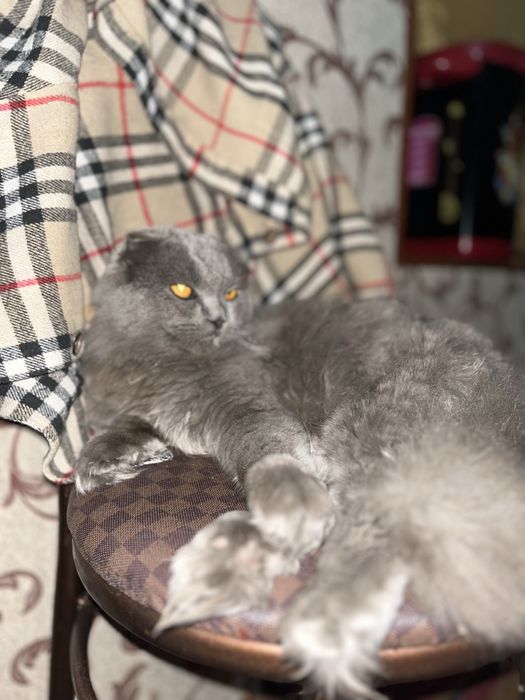 Mushuk fold heyland ugʻil