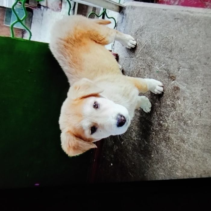 Щенок 4мес,смесь породы