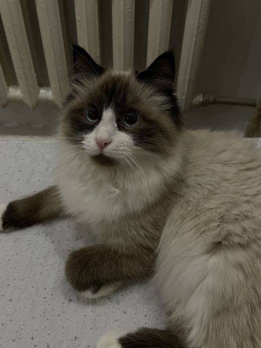 продаю кота