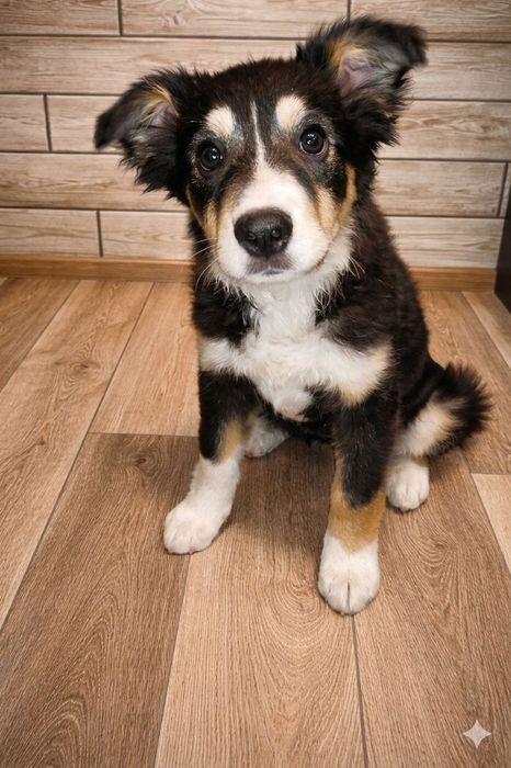 Пристраевается  щенок