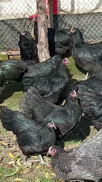 Срочна сотилади!!! Руминиский Астралоп товук, жожалари