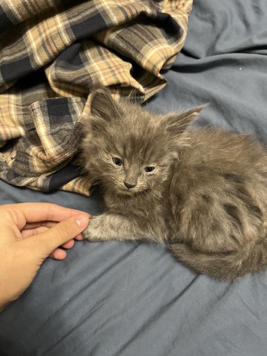 Отдаем котят в добрые руки
