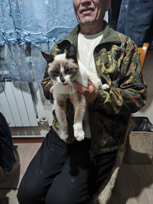 Продается беременная кошка