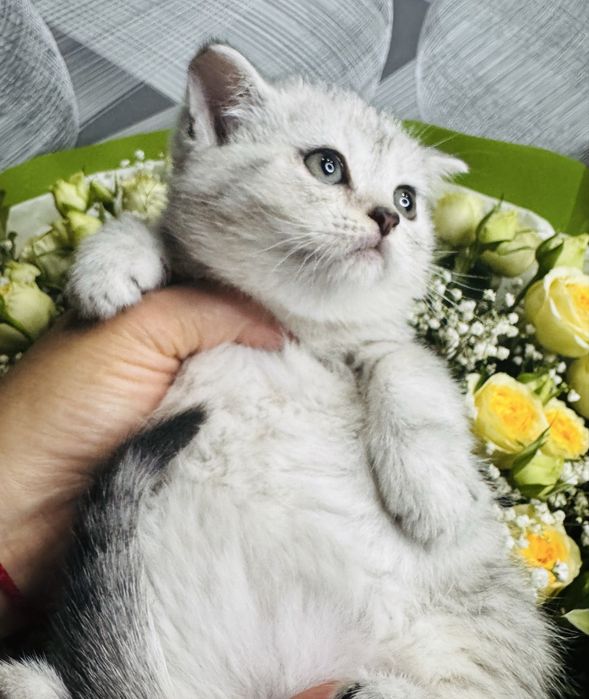 шиншилла плюшевые малыши