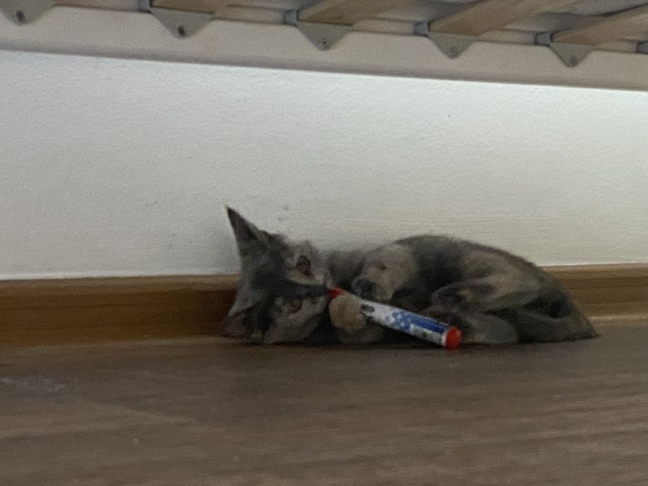 Кошечка 8 месяцев