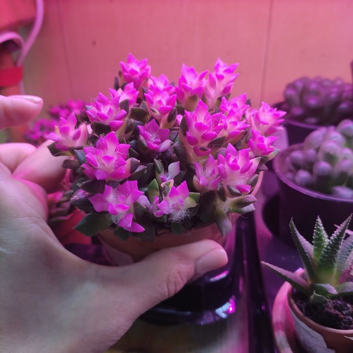 Суккуленты (анакампсеросы, эхверии, литопсы, хавортии)