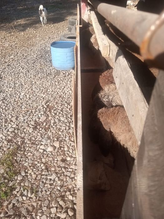 Тоқтылар бар сатылатын