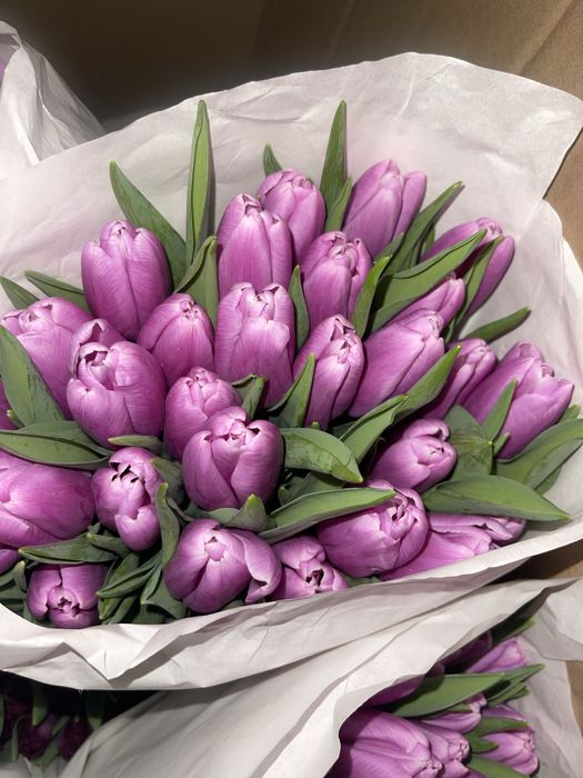 Тюльпаны оптом 350