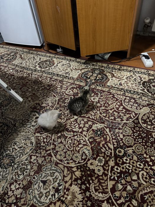 Отдам котят все мальчики