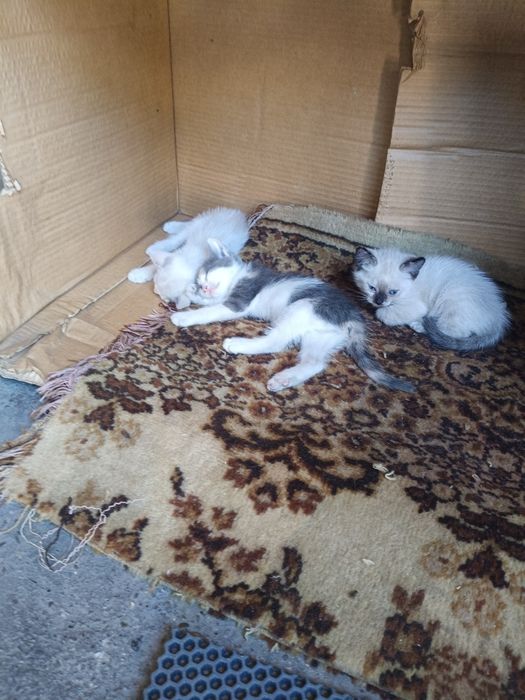 Отдам котят бесплатно даром.