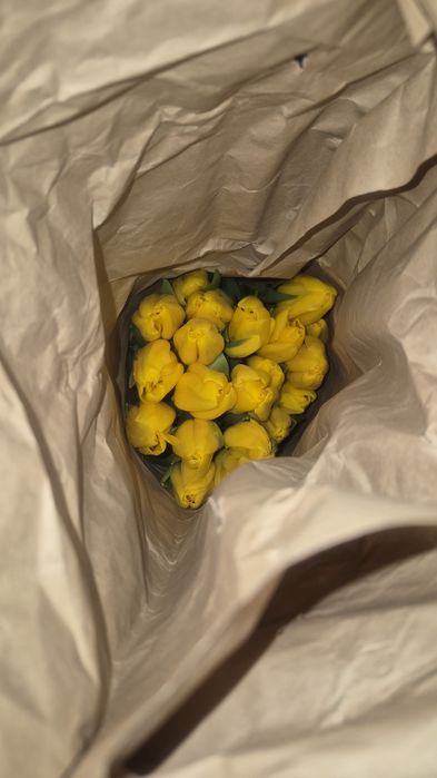 Тюльпаны голландские