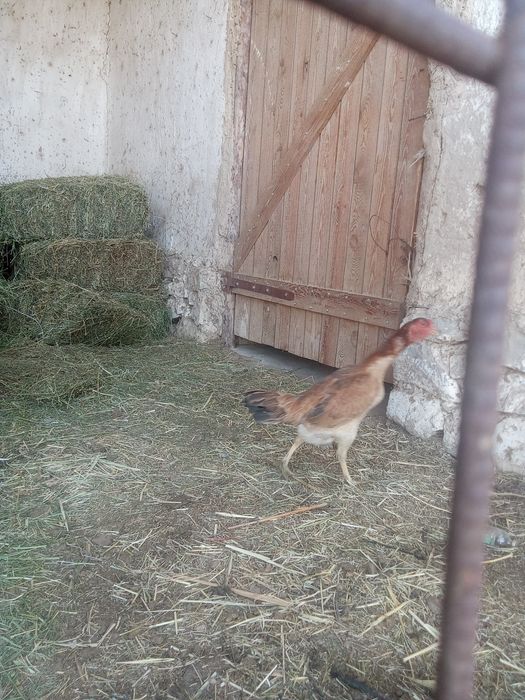 Дакан тауық сатылады