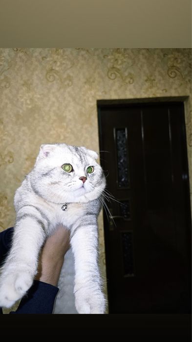 Vyazka Shatlandiskiy Fold nasil olishga zor serebrenskiy fold