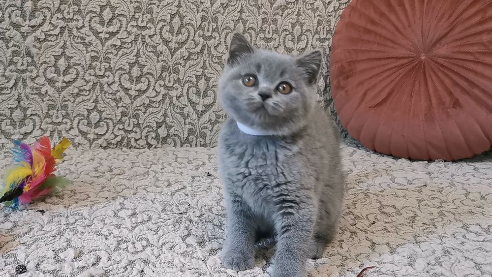 British shorthair cu pedigree