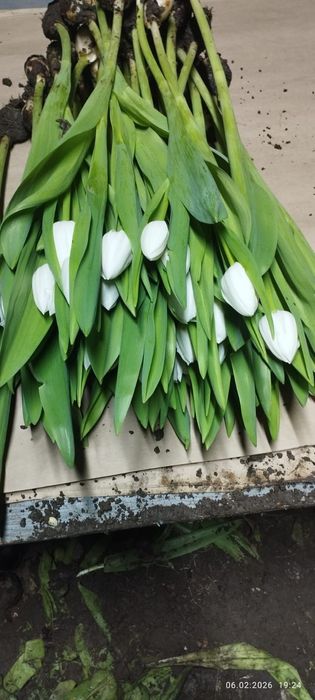 2026 ТЮЛЬПАНЫ оптом и в розницу