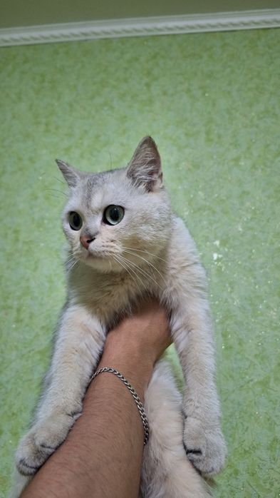 Serebiristi shinshila