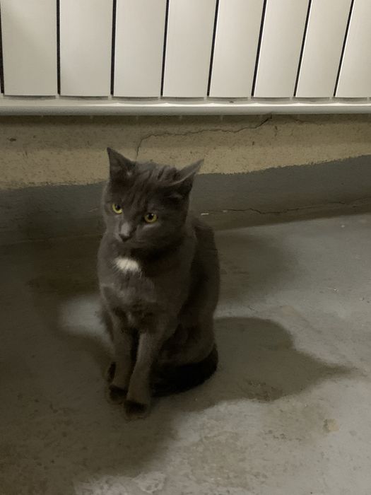 Кошечка молодая уличная