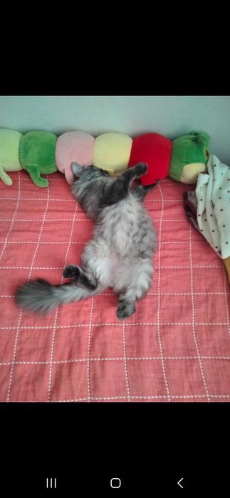 Отдам кошку породистую