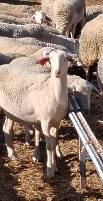 Oi lacaune cu pedigree pt pretentiosi !