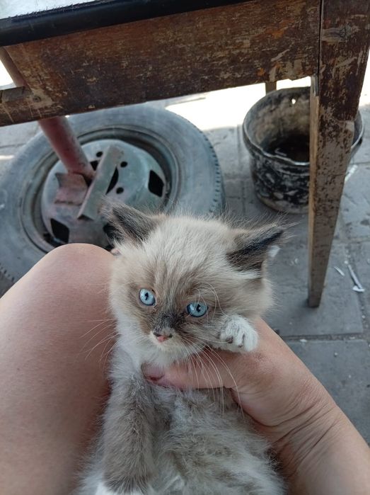 Дарю котят в добрые руки
