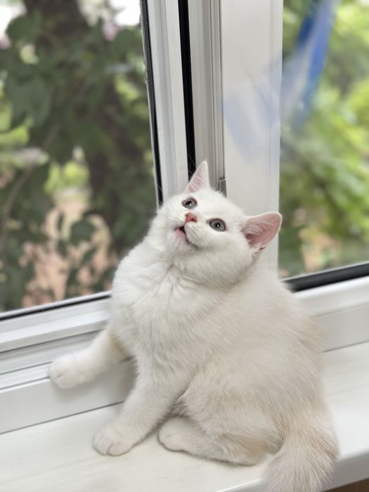 Котенок мальчик.