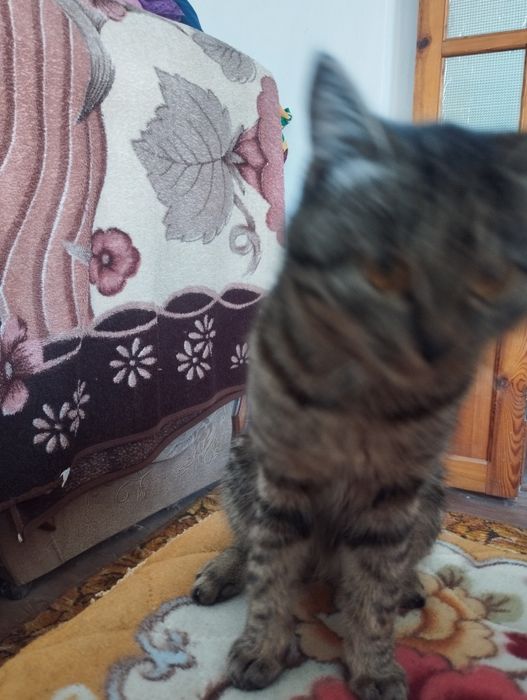 Игривое котята,мышеловый