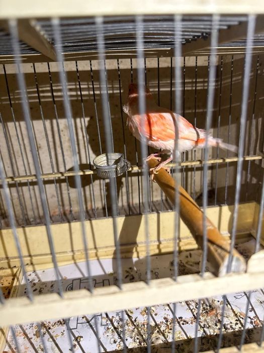 Sayraydigan Kanareykalar