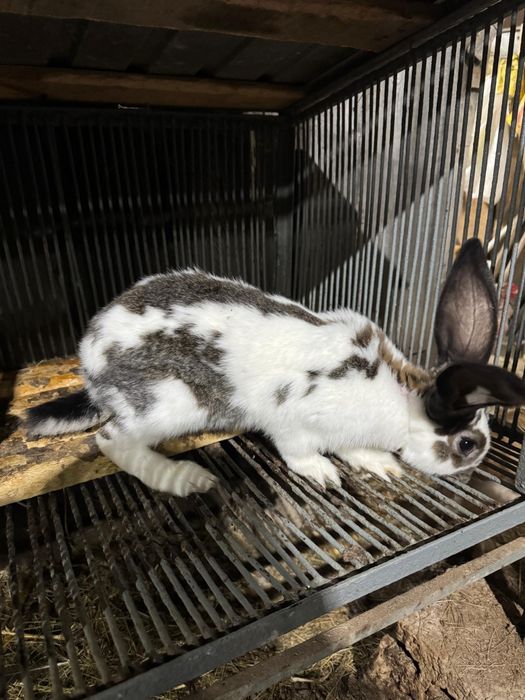 Продам кроликов .