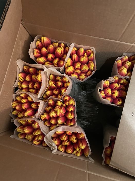 Белорусские тюльпаны