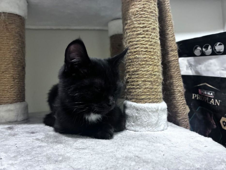Котенок в добрые ручки