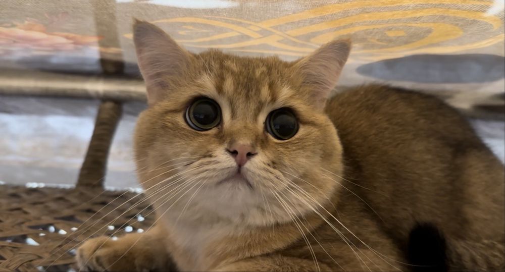 Продаю срочно золотую шиншиллу