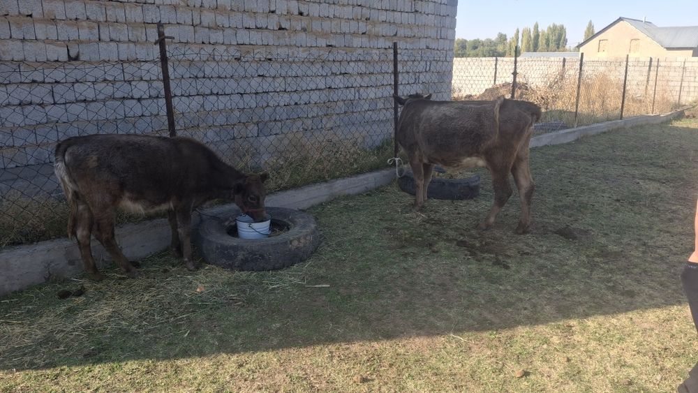 Карова с теленком