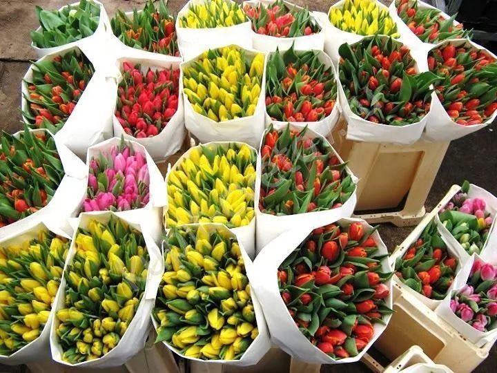 Оптом тюльпаны напрямую от теплица