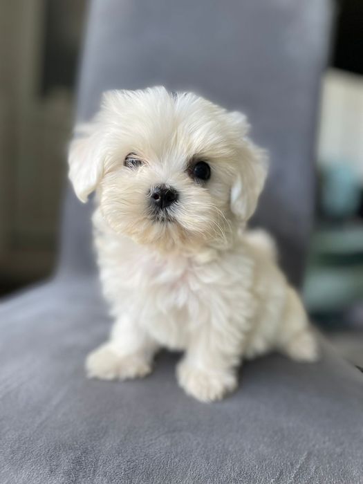 Bichon maltez fetiță talie mica