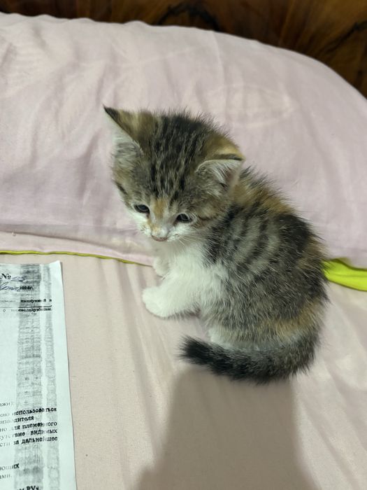 Продаётся котёнок британской породы.