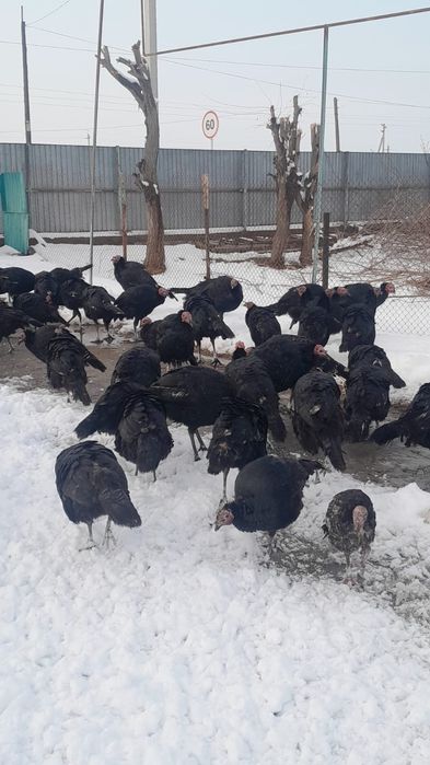 Үндіктер сатылады