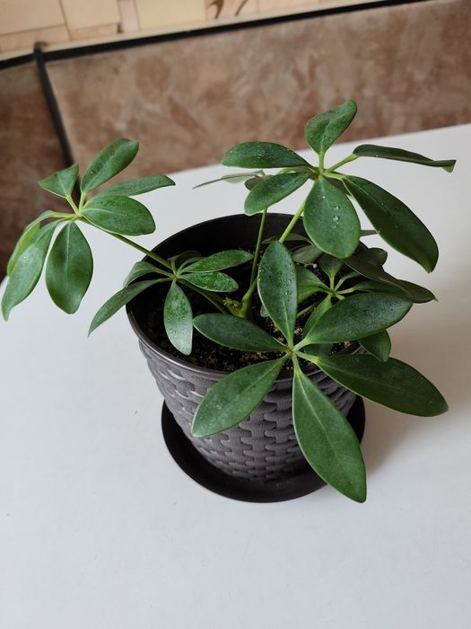 Цветок комнатный Шеффлера