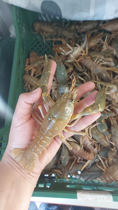 Раки морские живые