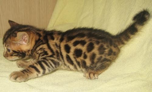 Arzonga Bengal mushuklari. Кошкa Бенгальская