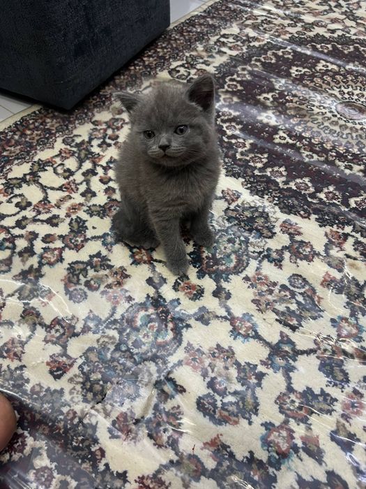 British Shorthair / Scottish Straight mushukchalari sotiladi