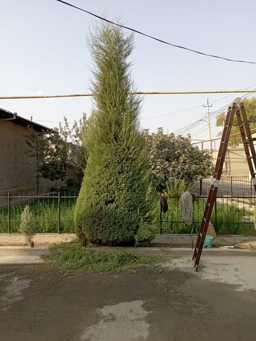 Archa kesish dorilash xizmati