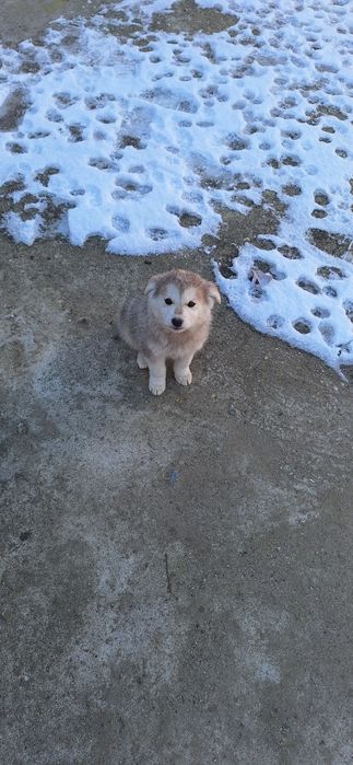 Catelusi metisi huskey dog german