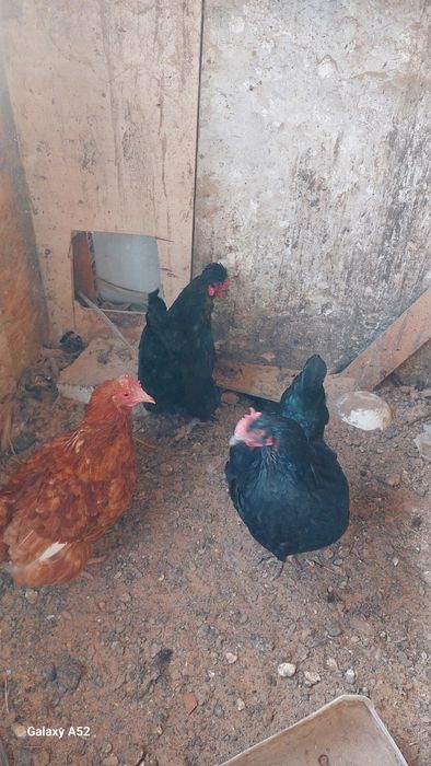 Продам курей несушки
