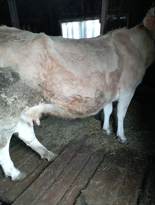 Продам молочную корову