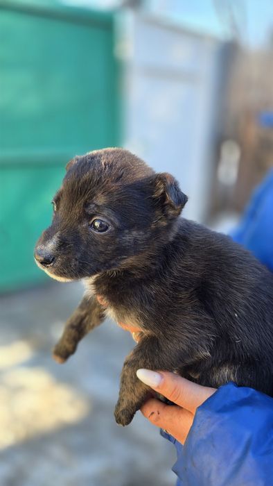 Отдам даром. Есть 8 щенят.