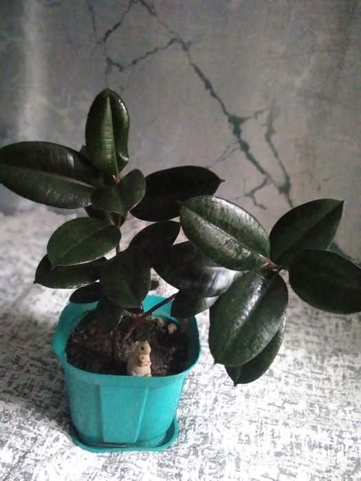 Фикус  2 шт домашний молодой