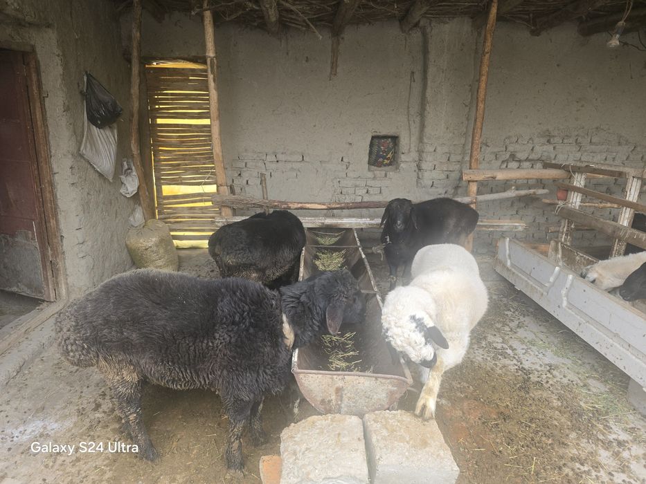 Кучкор баррала сотилади