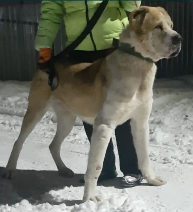 Щенки САО (Алабай)